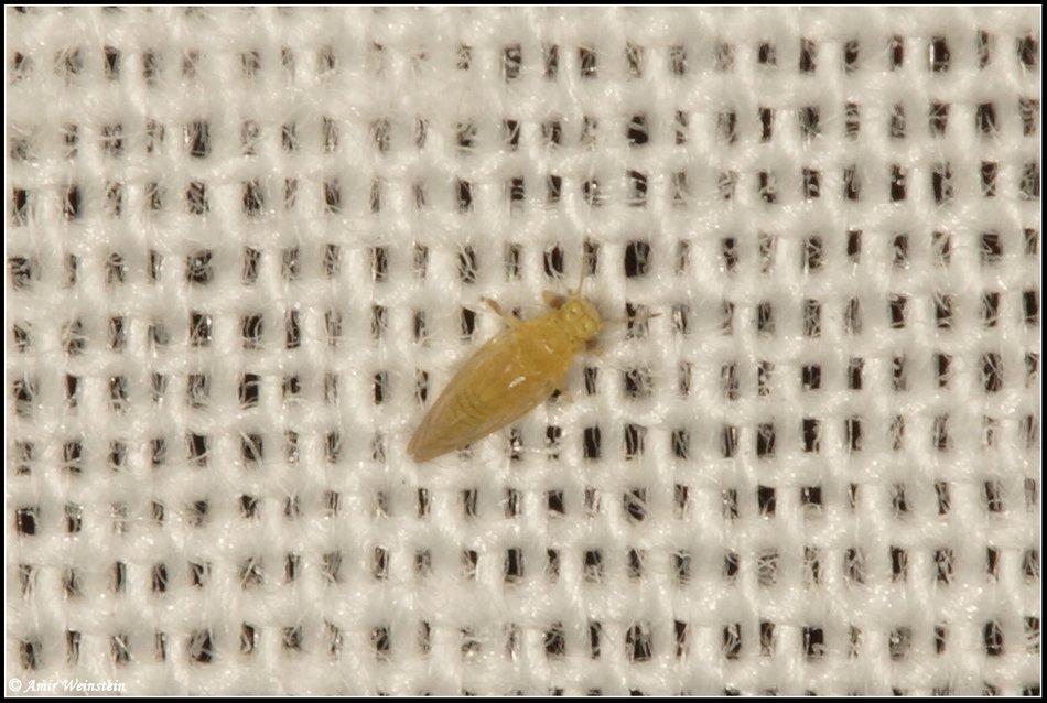 Hemiptera d''Israele